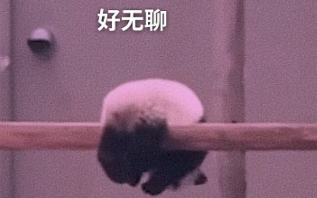 疫情原因连熊猫宝宝都无聊了