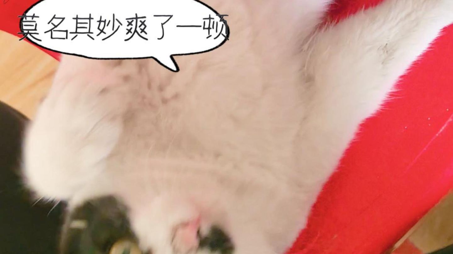 原来猫的小揪揪也能手动启动啊