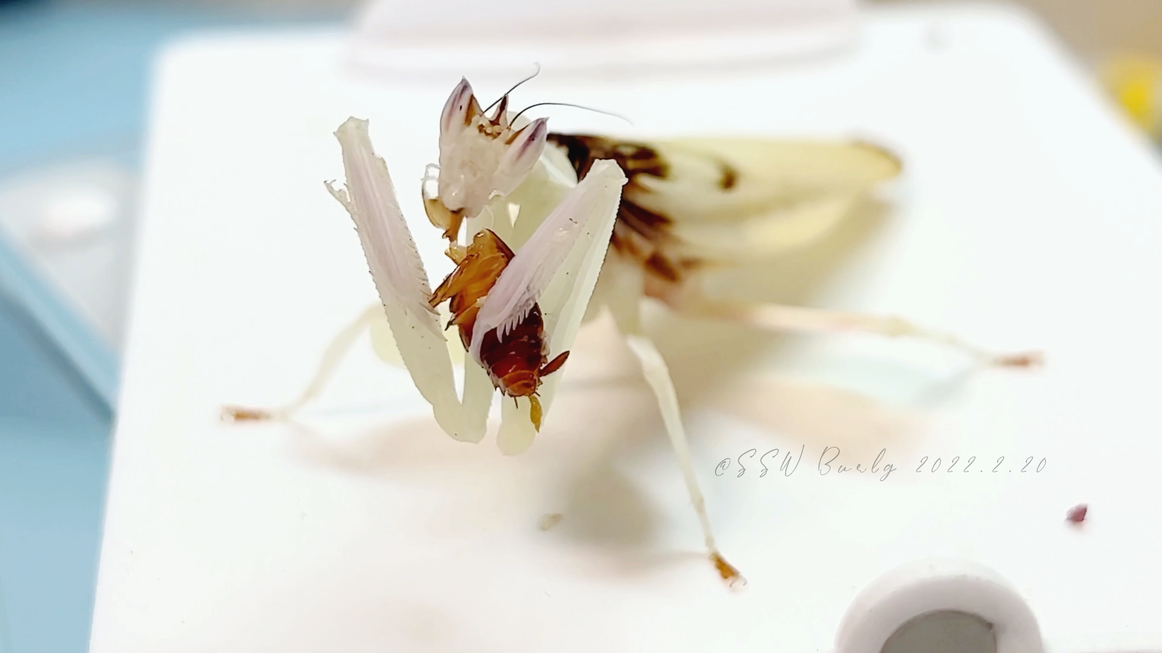sswの日常记录冕花螳hymenopuscoronatus雌成虫恰樱桃蟑螂