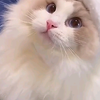 (宠物7)猫猫：别管我了，让我淹死在这牛奶里