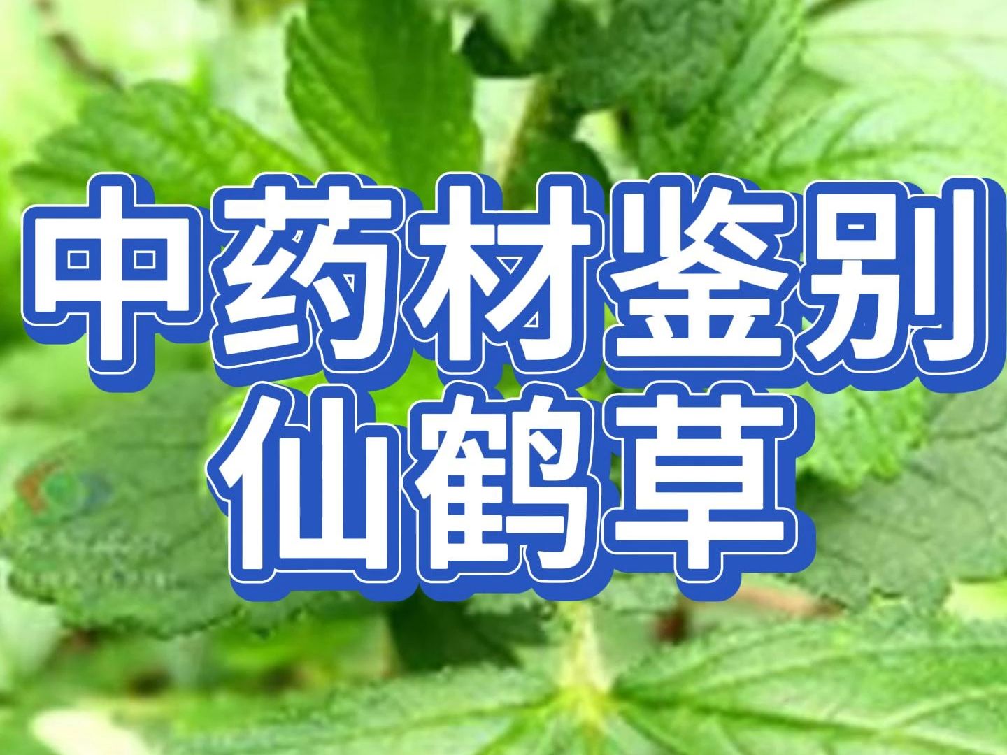 仙鹤草你知道如何鉴别吗？