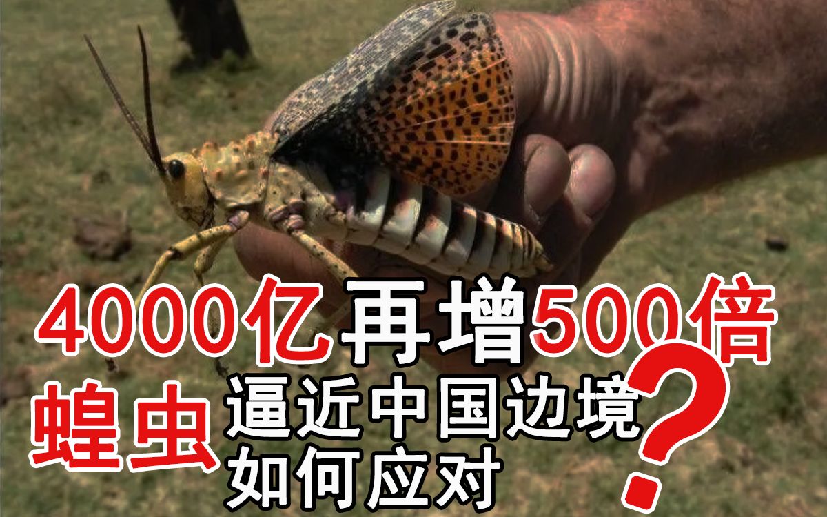 【硬核分析】4000亿蝗虫再增500倍?蝗虫逼近中国边境,中国经济是否会雪上加霜?沙漠蝗虫知识点全解!哔哩哔哩 (゜゜)つロ 干杯~bilibili