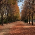 在塞纳河畔，欣赏巴黎香榭丽舍大道，美丽的梧桐树秋色
