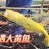 广东渔民一个破网连续捕到两条大黄鱼，被称为海里软黄金，发财了