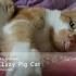 Cosmograph - Lazy Pig Cat