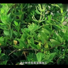福森药业：建立天然药材种植基地