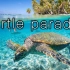 海龟天堂4K海底环境自然放松电影。