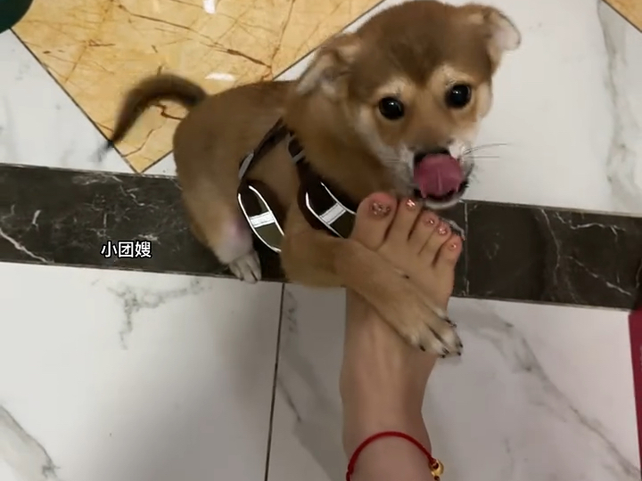 Obedient little lapdog