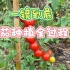 从种子到成熟，阳台盆栽番茄种植方法全过程【上】