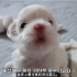 【治愈系】马尔济斯小狗出生30天的成长日记