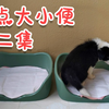 怎样让狗狗去狗厕所上尿？定点大小便第二集