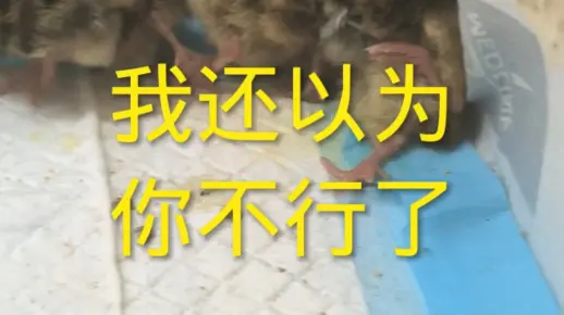 我还以为你不行了#鹌鹑