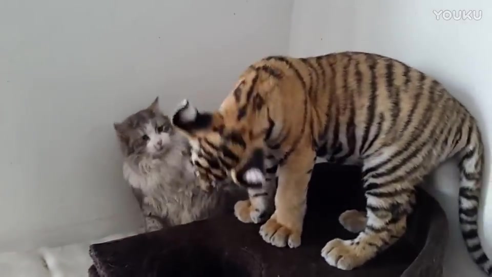 小老虎强吻猫咪猫咪喵喵喵