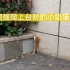【田园猫/流浪猫】偶遇一只顽强爬上台阶的小奶猫
