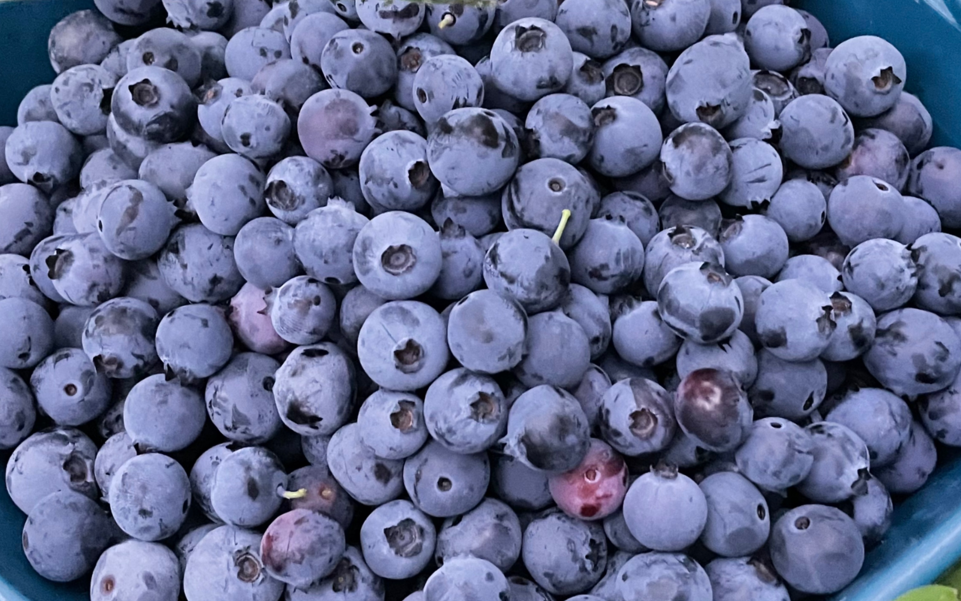 阳台种蓝莓，今年收货有十几斤你信吗