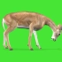 绿幕抠像野鹿视频素材