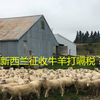 新西兰征收牛羊打隔税？西方国家为了减排有多坑
