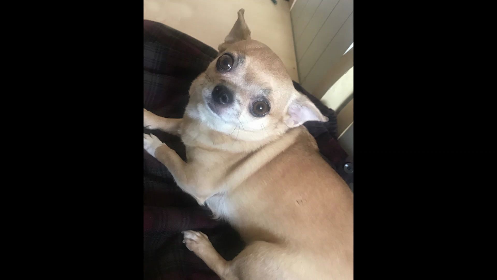 【狗狗dog】一只沙雕^_^憨憨的小狗狗(吉娃娃犬)