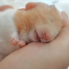 你这种傻白甜，小猫咪一口一个