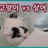 【GoBooGi&ChoBee】【曼基康短腿猫】救命啊救命啊，有喵落水了！！