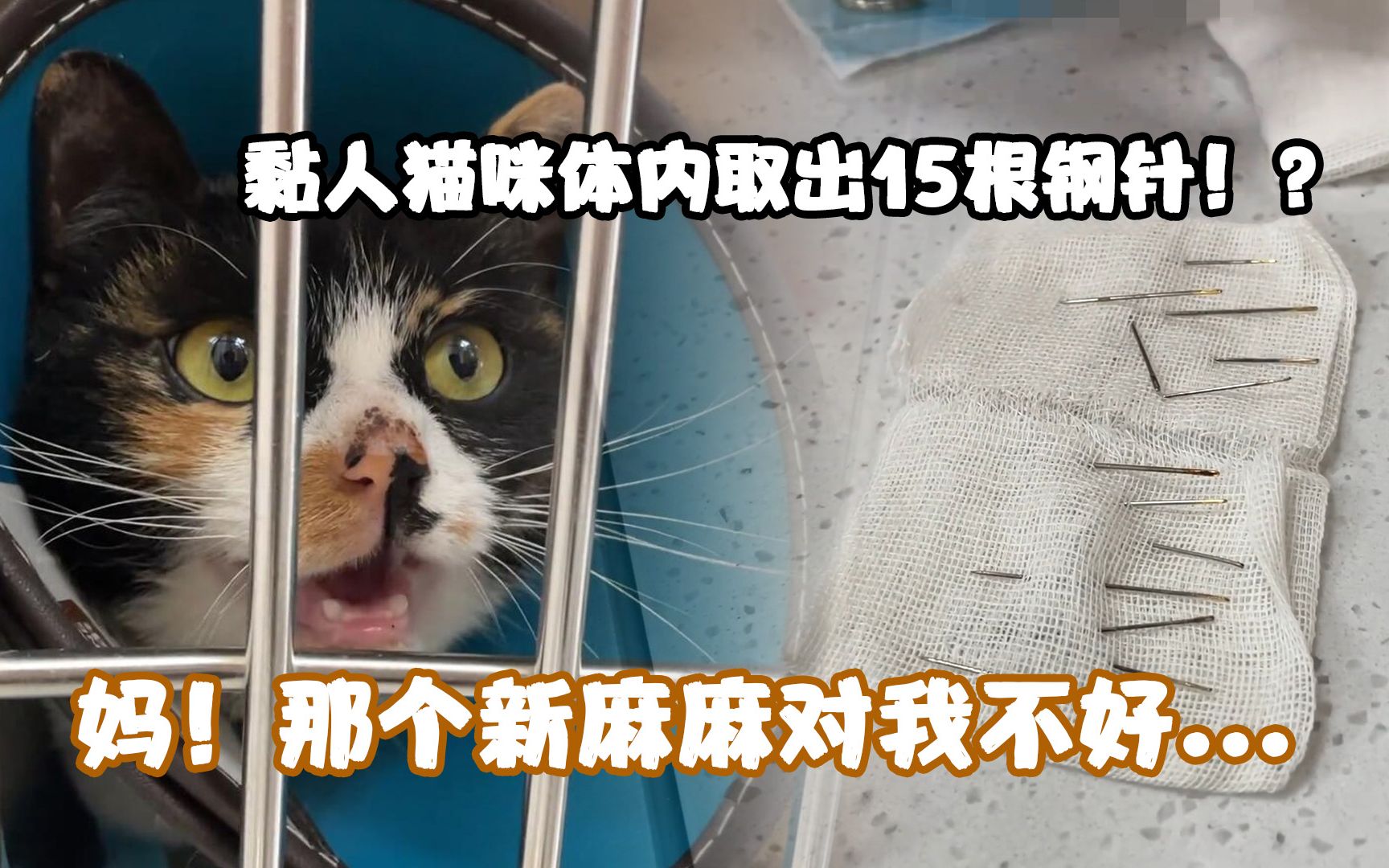 猫咪体内取出15根钢针 领养人到底都对它做了什么?!哔哩哔哩bilibili