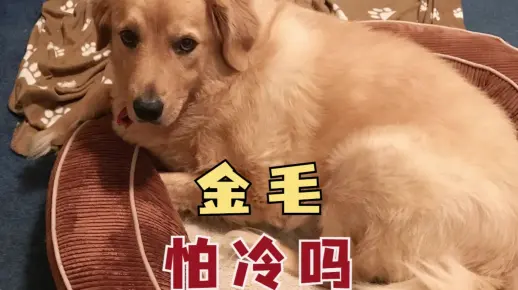 金毛怕冷吗？现在为你揭晓！