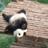 【大熊猫】妙音抓痒现场教学视频