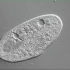 可大可小，显微镜下草履虫利用伸缩泡调节细胞内的水分。