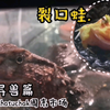[买蛙/奇珍异兽篇]为什么我不仔细看一眼，好讨厌自己