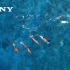 索尼 SONY A7R3 A7RIII α:絶海の孤島　αが捉える光の世界 小笠原諸島