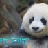 必修课3：大熊猫真的只吃竹子吗？| 大熊猫系列研学“云课堂”