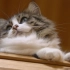 【纪录片】岩合光昭的猫步走世界 之「茨城」