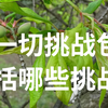 一切挑战包括哪些挑战：怕人说我吹，我不愿说。倍领趣闻在百度知道回答里替我说“包括军事、社会、自然挑战等全球性问题，以及中国自身的和平发展与疾病、自然灾害