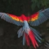 高速相机拍摄鹦鹉飞行的慢镜头，太美太壮观了！