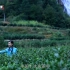 BTV茶文化纪录片《徽茶之黄山毛峰》