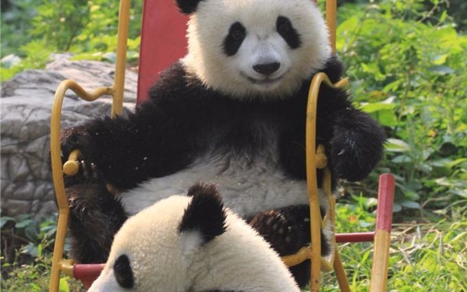 【熊猫】大小白兔玩摇椅