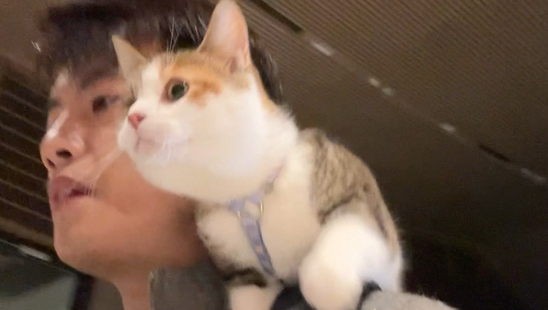 关于我花了9000块钱买了只狸花猫…