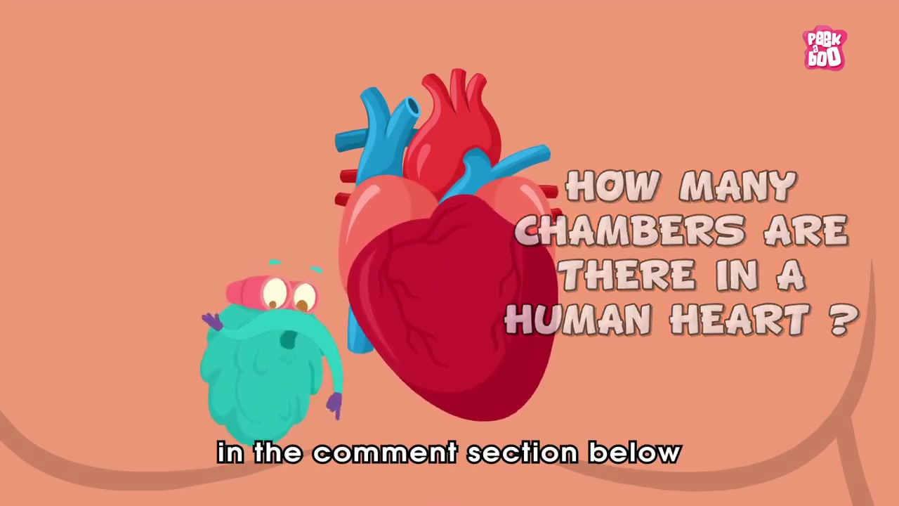 心脏是如何工作的？