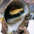 日本街头食品 - 巨大的海蜗牛