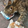 强烈谴责！曝光广州某高校的猫猫暴力事件