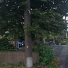 2026年日本台风来之前，傍晚散步