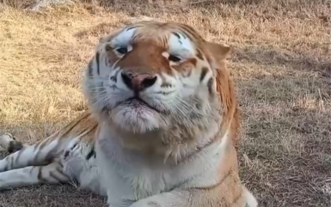 你见过老虎打喷嚏吗