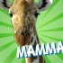 【中英双语字幕】哺乳动物 教育科普 Mammals Educational Video for Kids