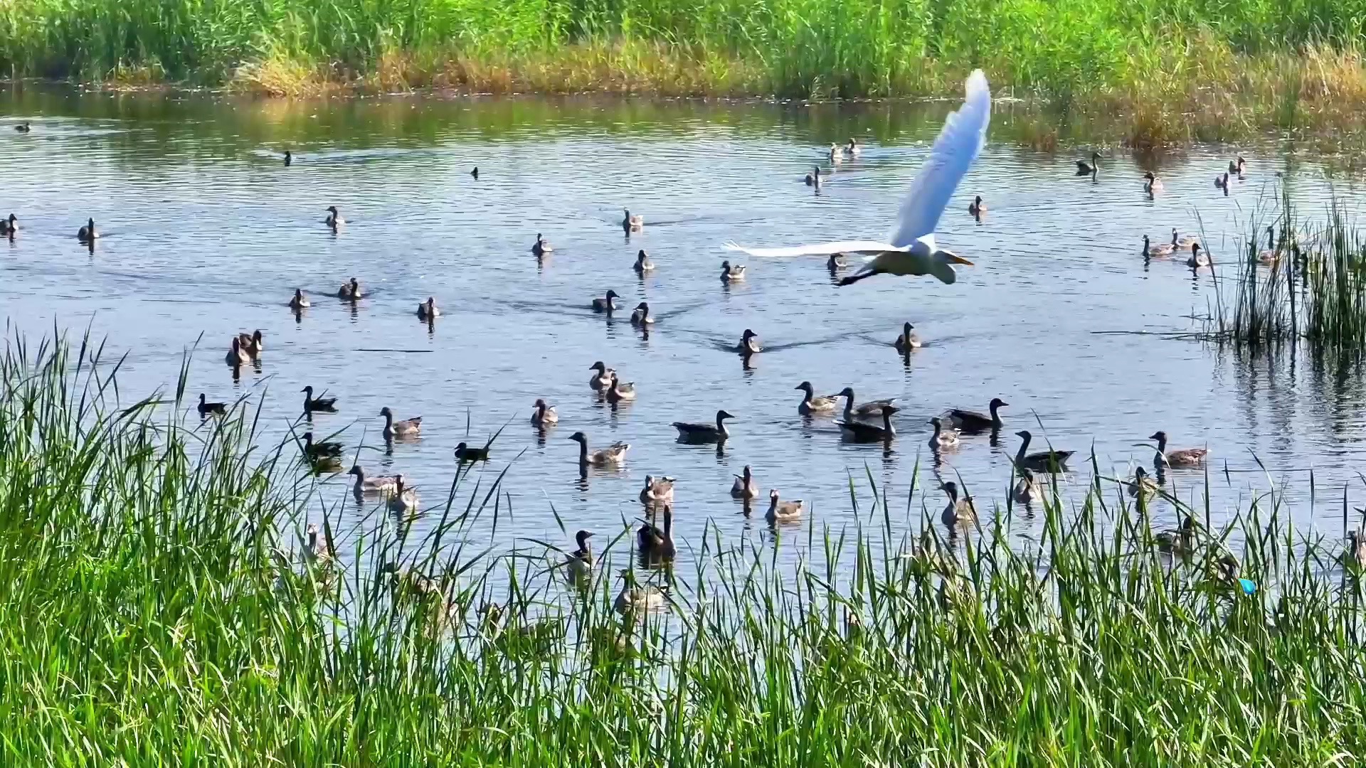 玛纳斯湿地的生态画卷