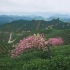 杭州富阳拔山村茶园雨中樱花树