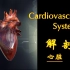 趣味心血管解剖 | Cardiovascular System