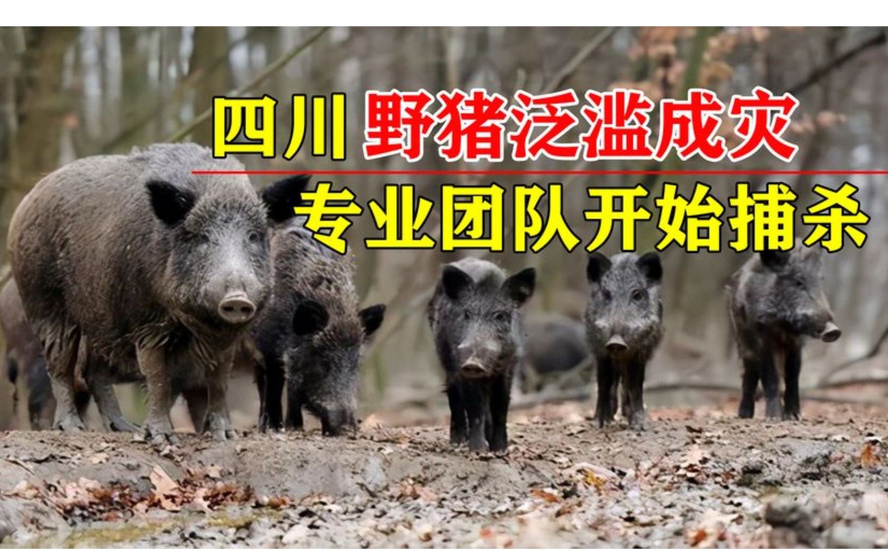 四川2万头野猪泛滥成灾,捕猎队两天仅杀8头,难度究竟有多大?