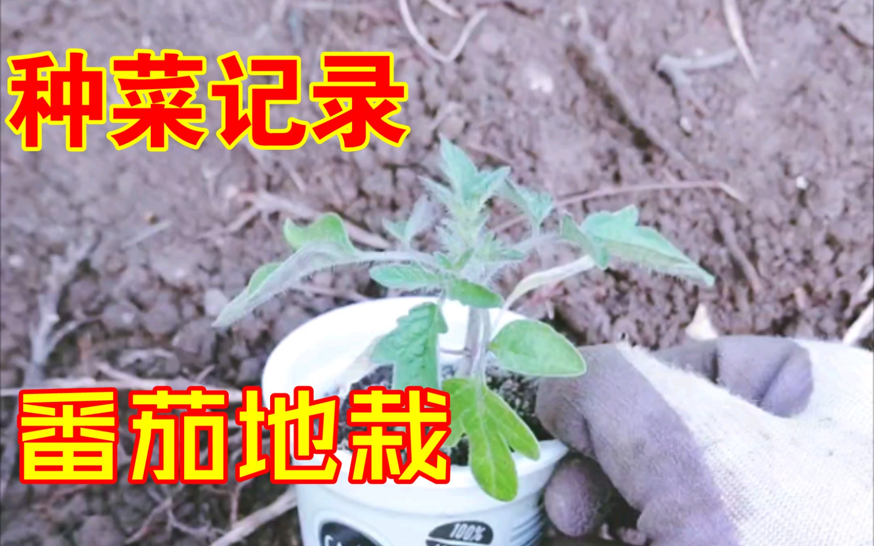 [种菜记录]12 - 番茄地栽 底肥，堆拢，搭架子…