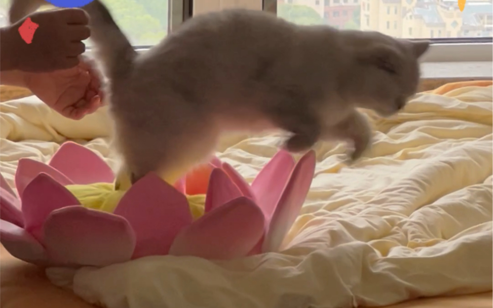 听说最近这个莲花坐垫猫猫都喜欢？