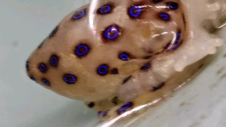 海南产的蓝环章鱼